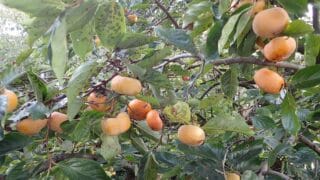 柿まつりを行いました　2025/11/1(土)